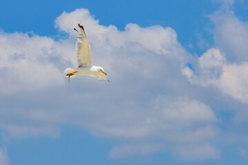 White sea gull fly above the sea
