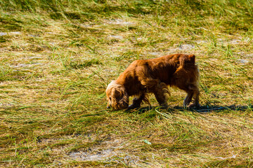 Ginger cocker spaniel dog in a green grass