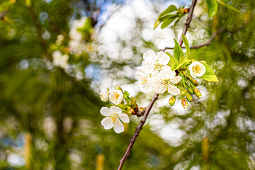 close-up shot of a branch with a cherry blossom