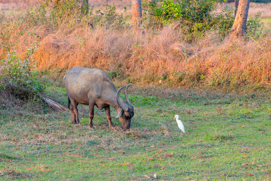 Cattle egrets eating insects while Cow grazes in the field.
