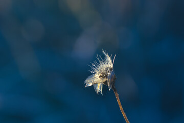Detail of dew and frost drops on a dry wild flower in the field on a cold winter morning