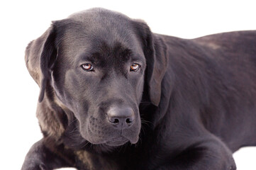 Labrador retriever dog isolated on a white background. Black labrador puppy. Animal, pet.