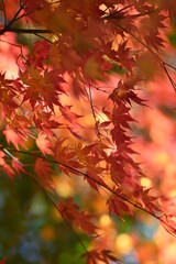 Beauty of the Japanese maple