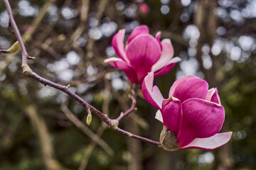 magnolia tree blossom in the spring