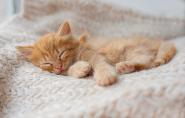 Cute tabby kitten sleep on white soft blanket. Comfortable pets sleep at cozy home.