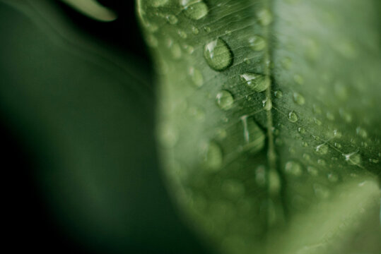 close up green palm leaf texture, leaf of Bottle Plam tree ornamental plants in the garden