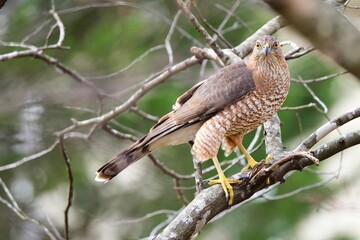 Adult male red shouldered hawk perched in bright sun with blurred background. 