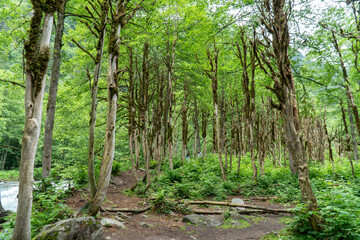 Boxwood forest. A tourist route through the protected rainforest of rize, turkey.  Moss-covered trees