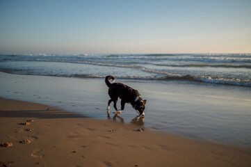 A collie boarder on the seashore. A dog on the oceanfront.