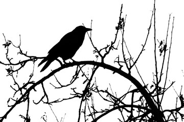 Black silhouette of raven perching on a tree branch