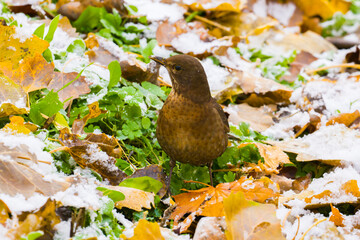 Blackbird among snow-covered fallen leaves in winter