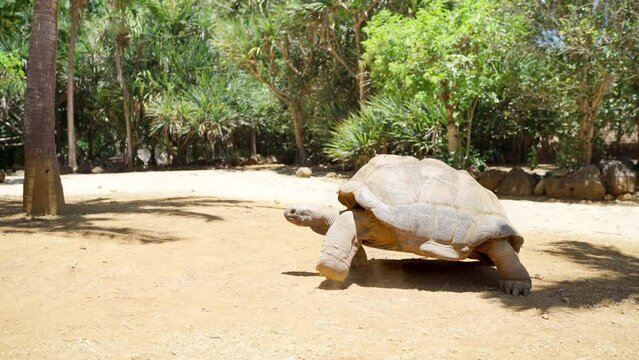 Aldabra giant tortoise endemic species - one of the largest tortoises in the world in the zoo nature park on Mauritius island. Huge reptile slow mo run. Exotic animals and traveling 4K video concept.