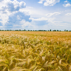 A wheat field with ripe ears and a blue sky.