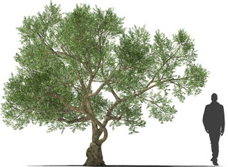olive tree old mediterranean plant hq cutout tree arch viz
