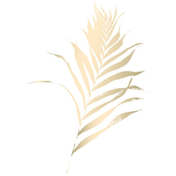 Gold foil palm leaf tropical transperant 