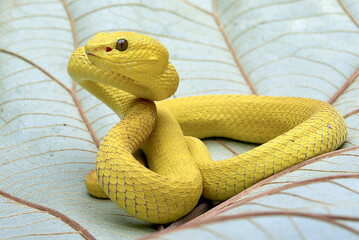 Yellow pit viper on a leaves