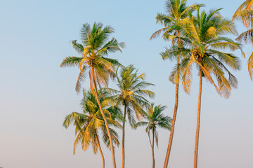 On a beautiful sunny day, a lovely coconut palm tree, backdrop.