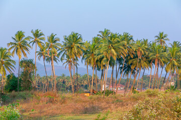 Fototapeta na wymiar On a beautiful sunny day, a lovely coconut palm tree, backdrop.