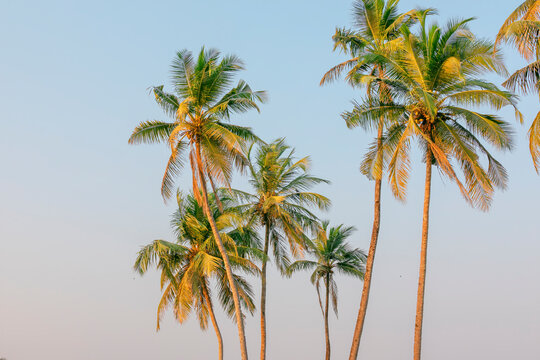 On a beautiful sunny day, a lovely coconut palm tree, backdrop.