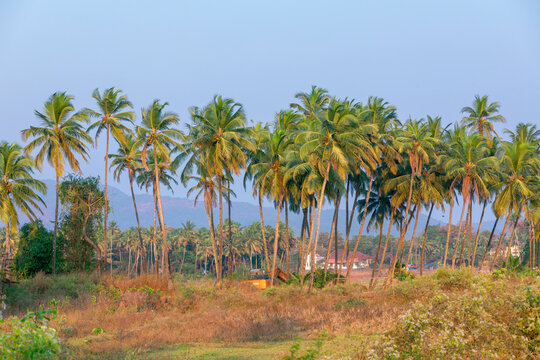 On a beautiful sunny day, a lovely coconut palm tree, backdrop.