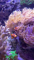 tropical coral reef with nemo fish