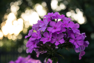 Purple flowers of phlox paniculata. Flowering branch of purple phlox in the garden on a blurred background with bokeh. Soft selective focus. Artistic photo of flowers. Close up macro