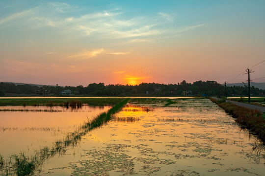Beautiful coconut palm tree in the background of a sunny day.