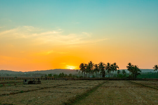 Beautiful coconut palm tree in the background of a sunny day.