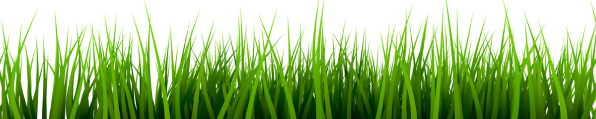 Fototapeta na wymiar grass green isolated background for spring - 3d rendering