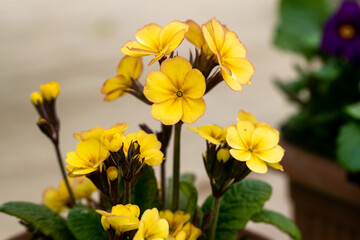 Beautiful primula (primrose) plant with yellow flowers. Spring blossom