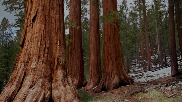giant sequoia trees in the forest