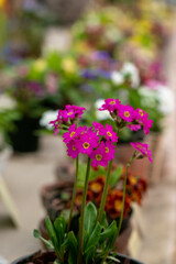 Obraz premium Beautiful primula primrose plant with purple flowers. Spring blossom