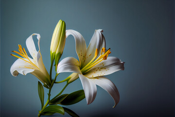 Single Lily Flower on solid blue background