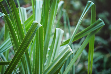 African rainforest jungle in Isalo park, close detail to wet green plants blades