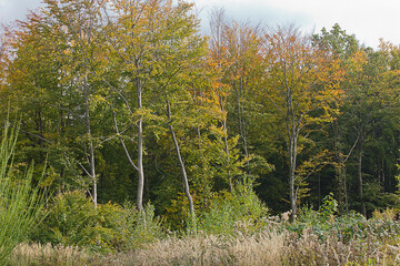 an autumn landscape. View of an autumn forest with yellow leaves