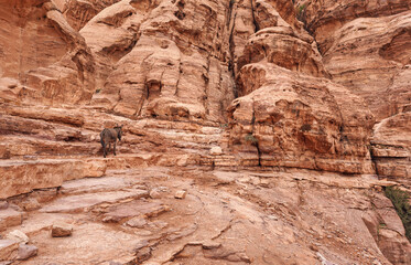 Typical landscape at Petra, Jordan, rocky walls around, few small green plants growing in red dusty ground, small donkey secured with rope to wall