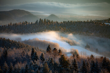 Mysterious and magical landscape of misty mountains, 
fabulous misty pine and fir forest, Bieszczady, Poland