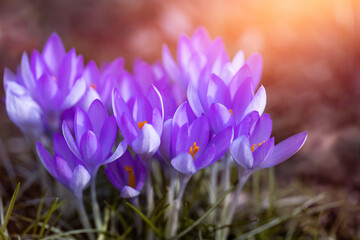 dzikie krokusy fioletowe jako wiosenne tło. purple crocuses	