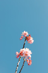Sakura 09