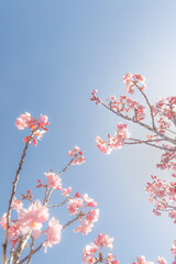 Sakura 05