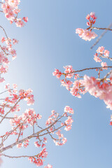 Sakura 03