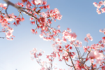 Sakura 01