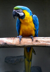 Blue-and-yellow macaw (Ara ararauna)