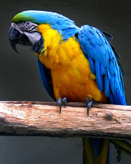 Blue-and-yellow macaw (Ara ararauna)