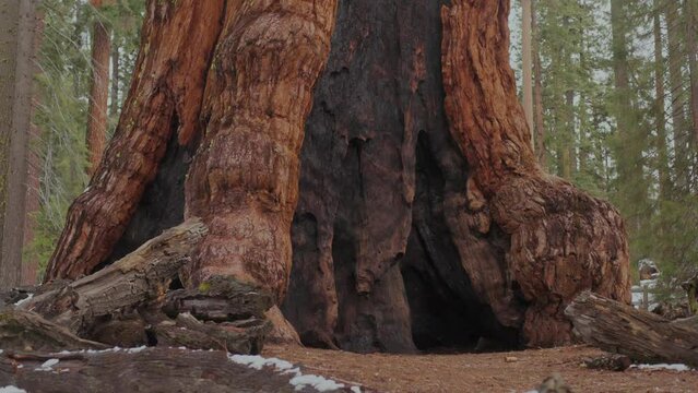 giant sequoia trees in the forest