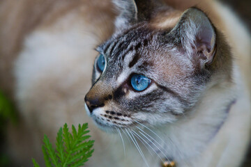 close up of a cat