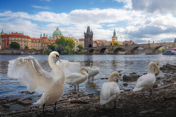 Swan in front of Charles Bridge - Prague, Czech Republic