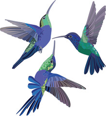 Hummingbird bird set botanical illustration	