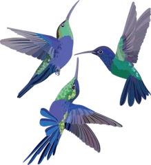 Crédence de cuisine en verre imprimé Colibri Hummingbird bird set botanical illustration 