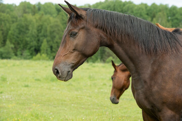 Obraz premium portrait of beautiful sportive brood mare posing at pasture among herd. cloudy summer day